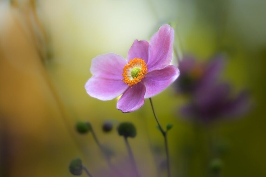 anemone, pink flower, autumn anemone-7485463.jpg